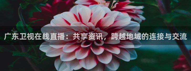 so米体育免费观看：广东卫视在线直播：共享资讯，跨越地域的连接与交流